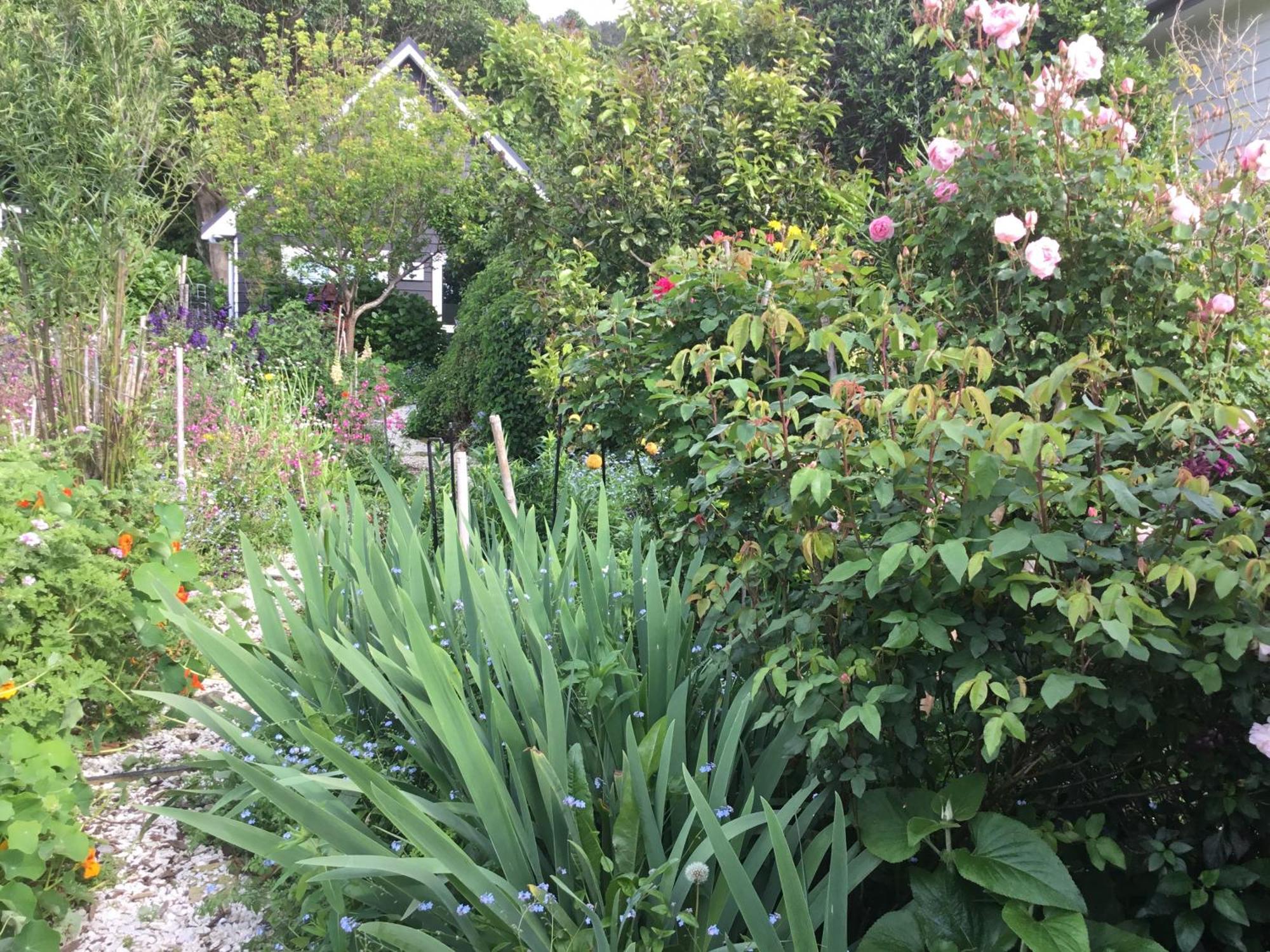 Hahei Kereru Cottage Luaran gambar